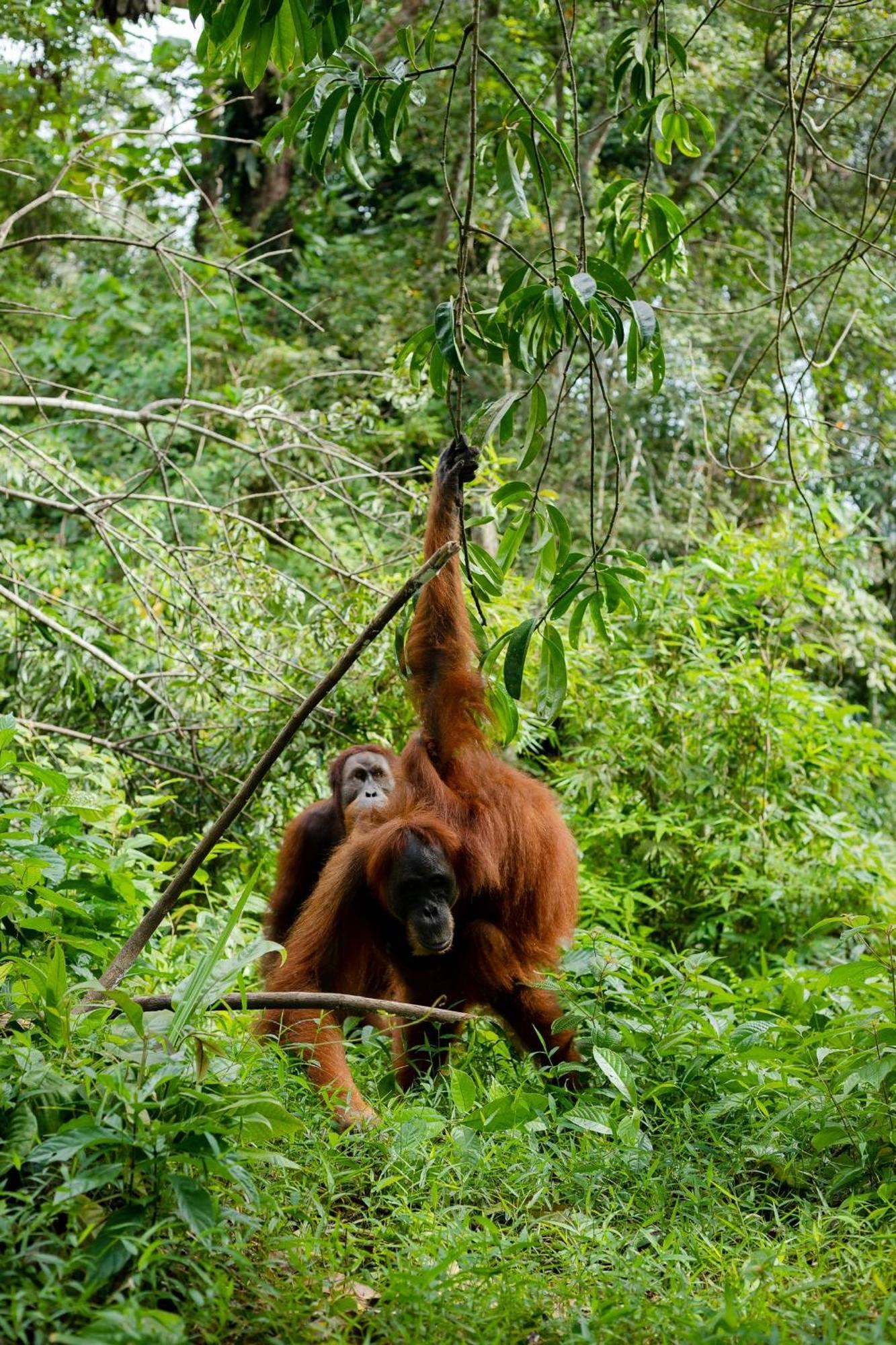 Green Travelodge Bukit Lawang Exterior photo